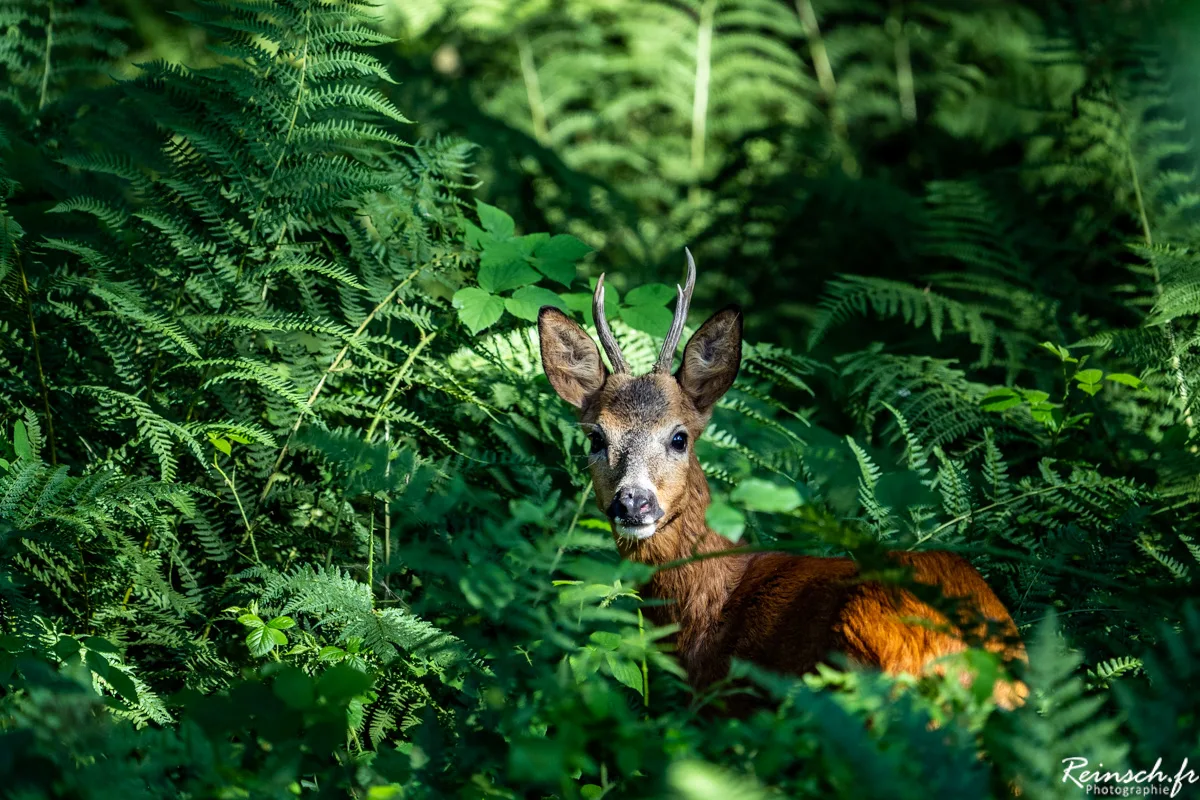Animalier