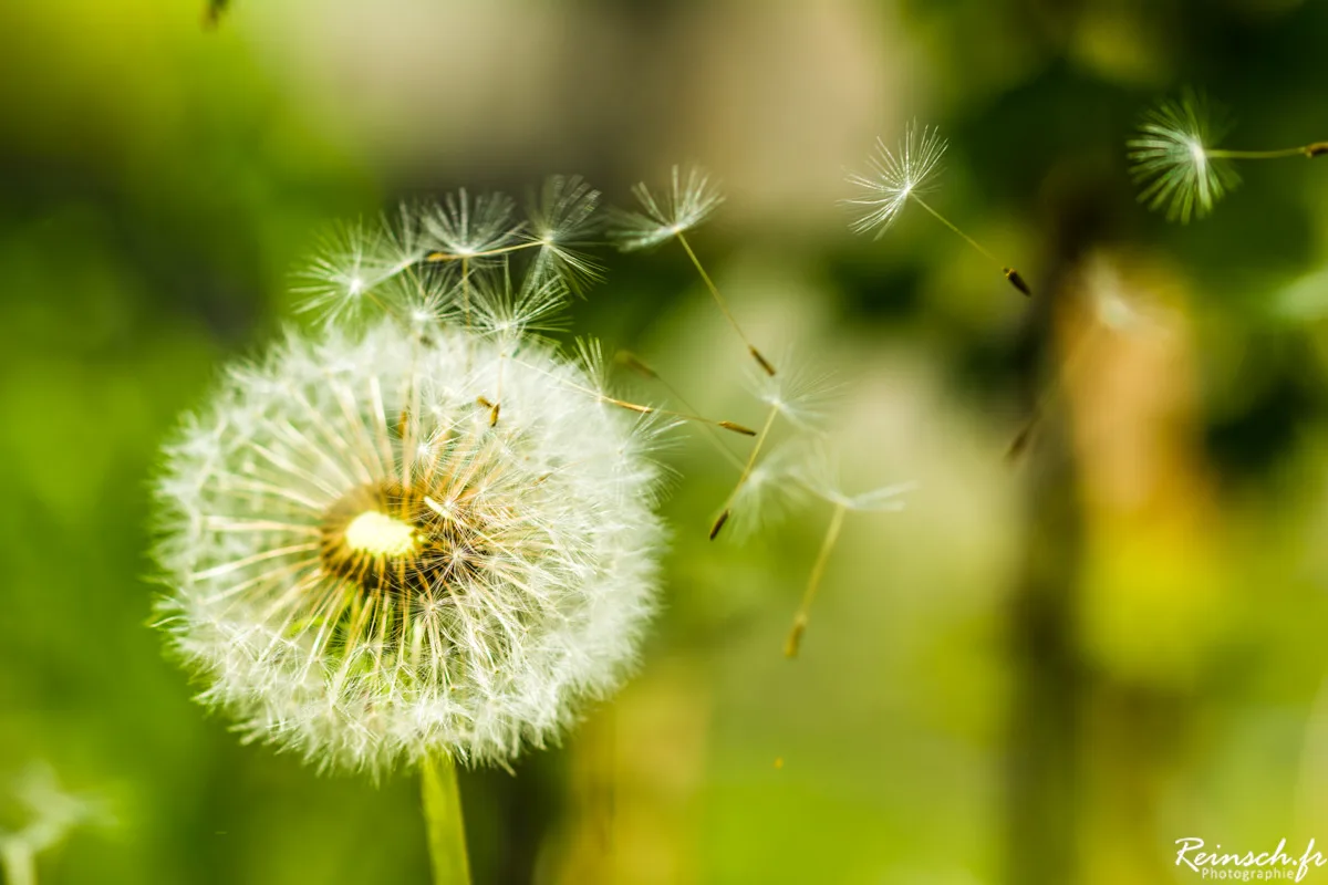 Macro