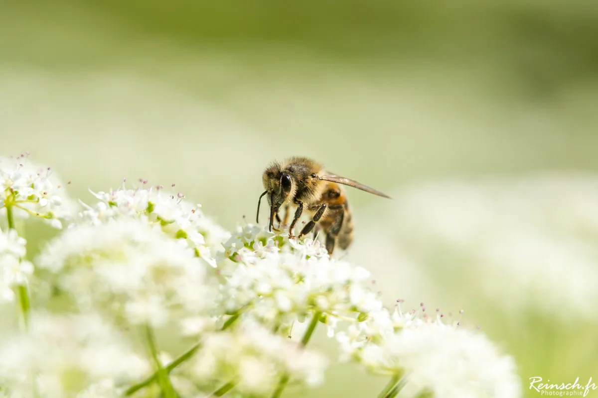 Macro