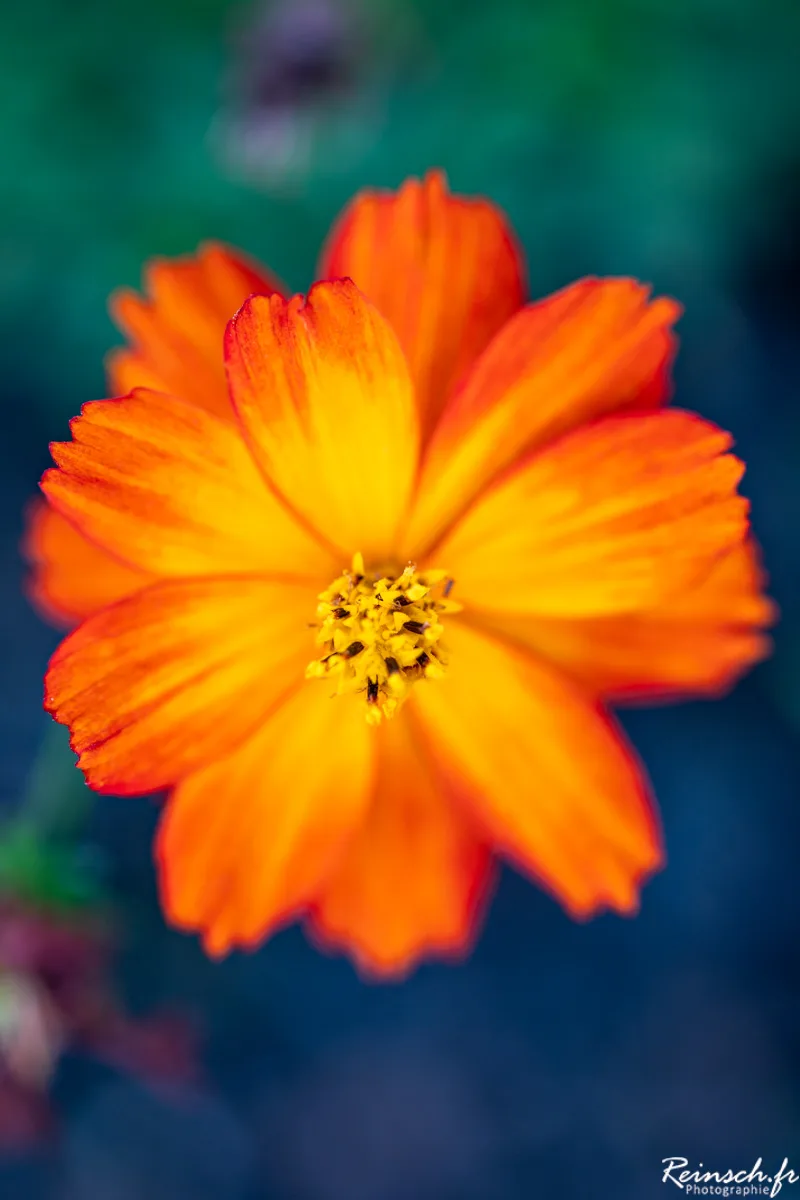 Macro