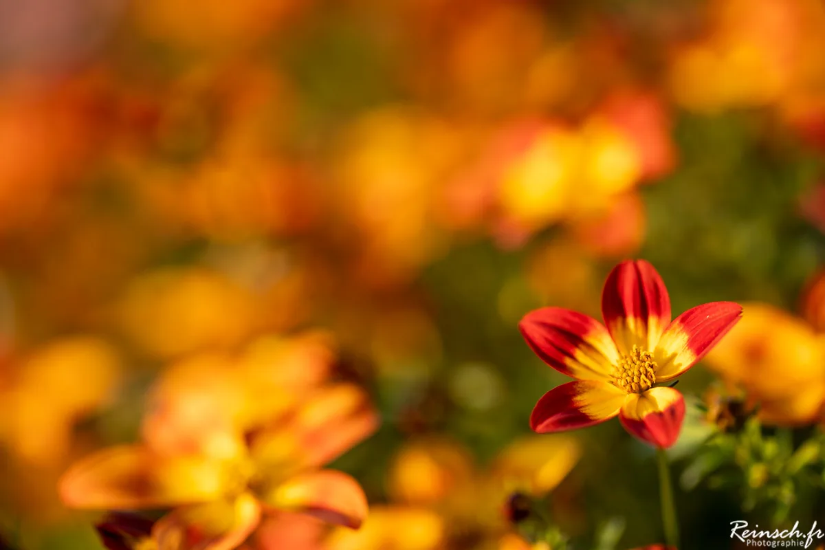 Macro