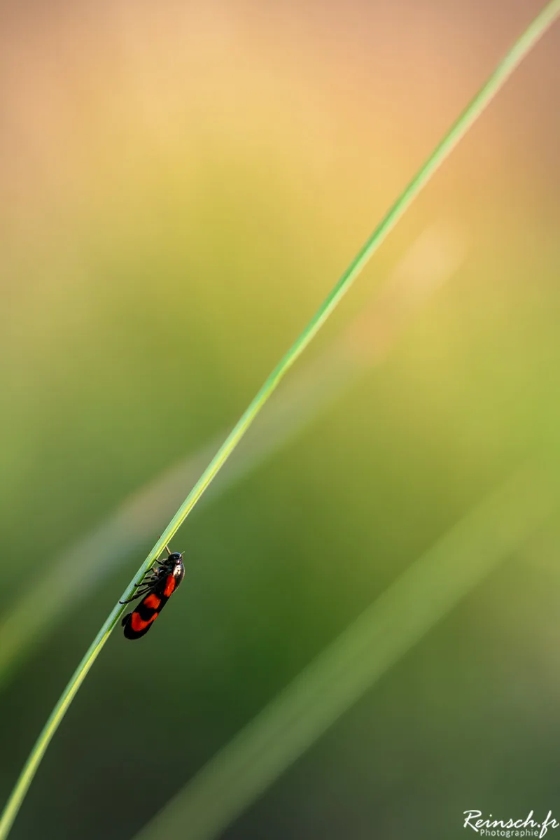 Macro