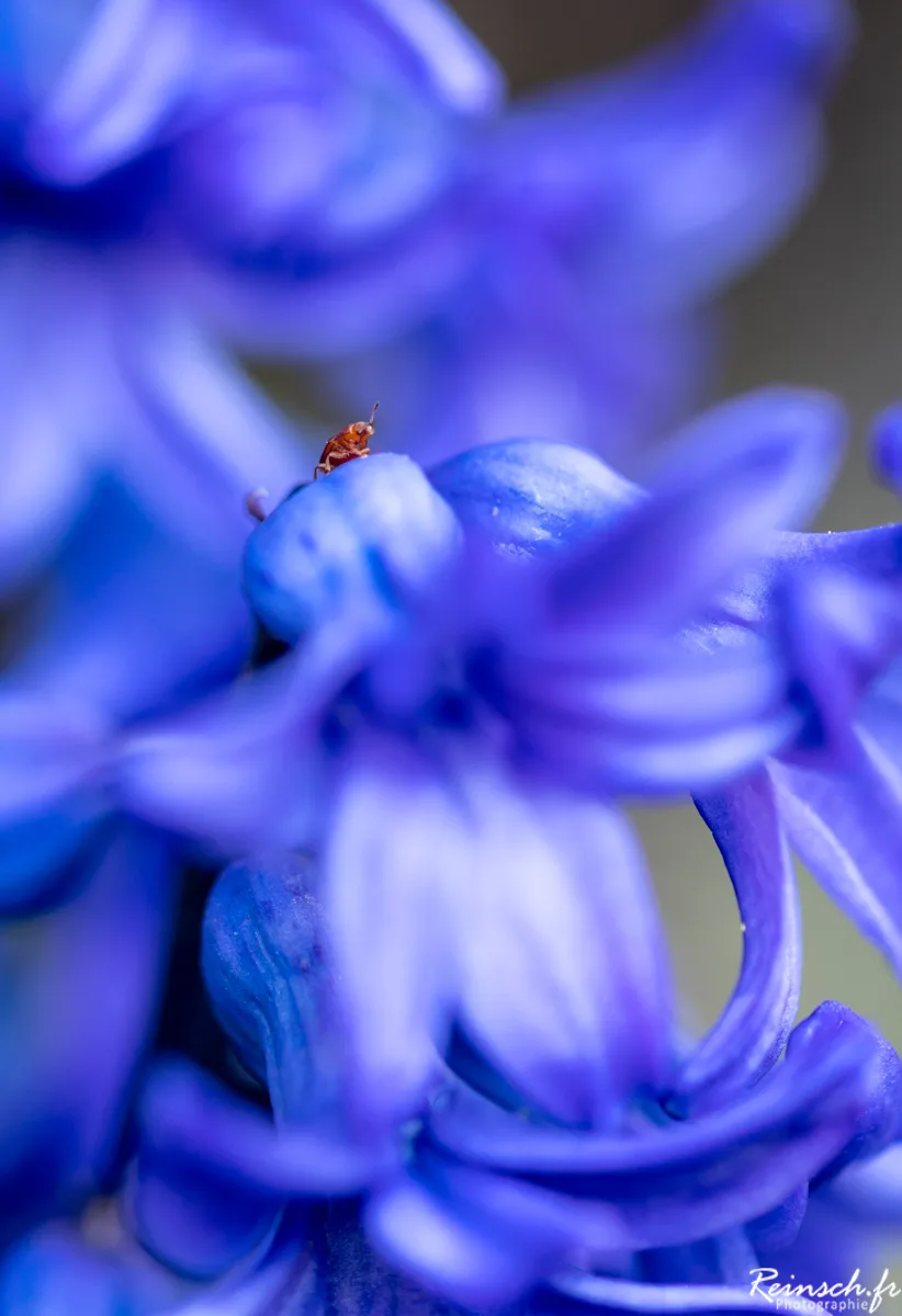 Macro