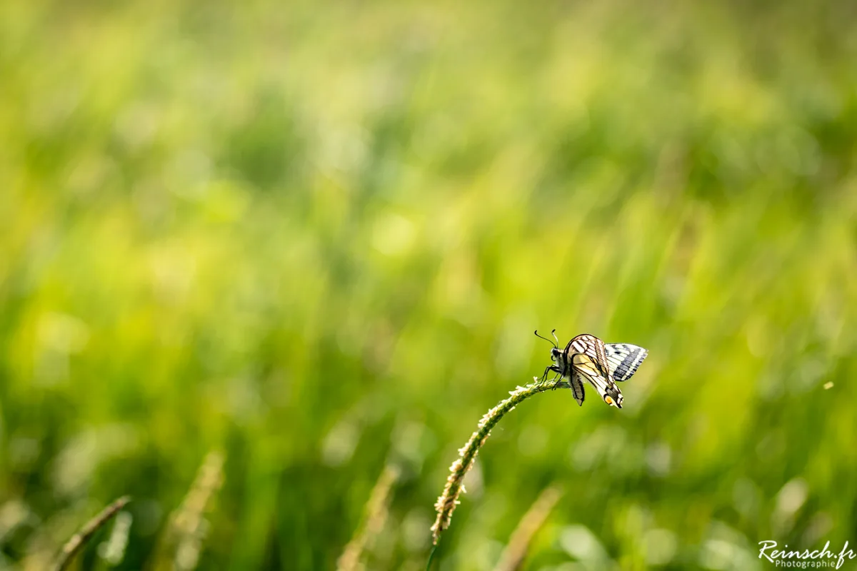 Macro