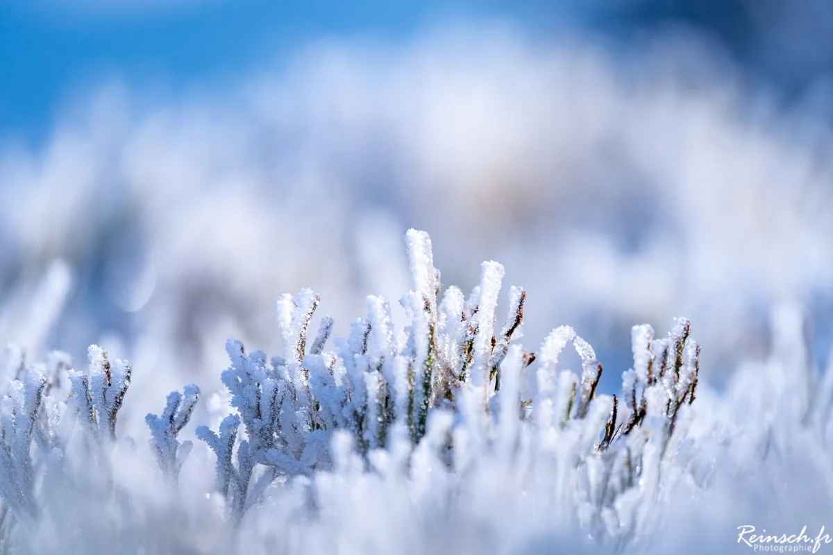 Macro