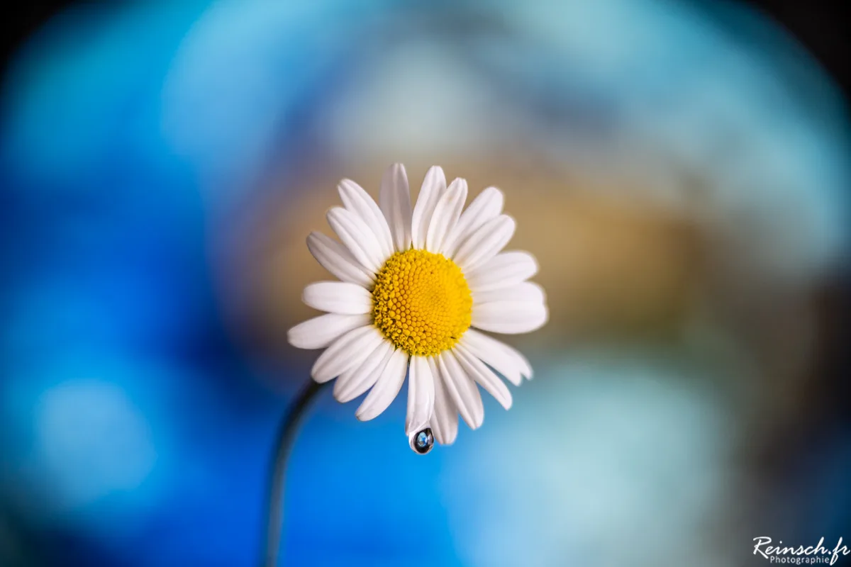 Macro