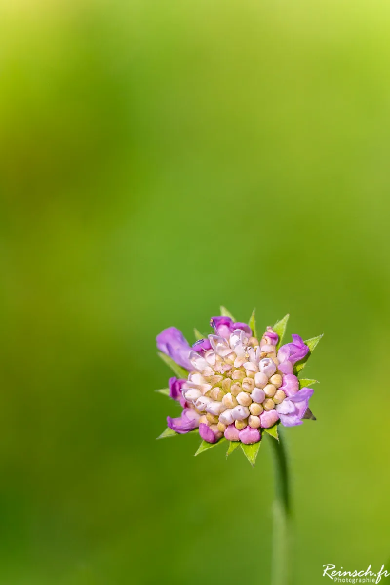 Macro