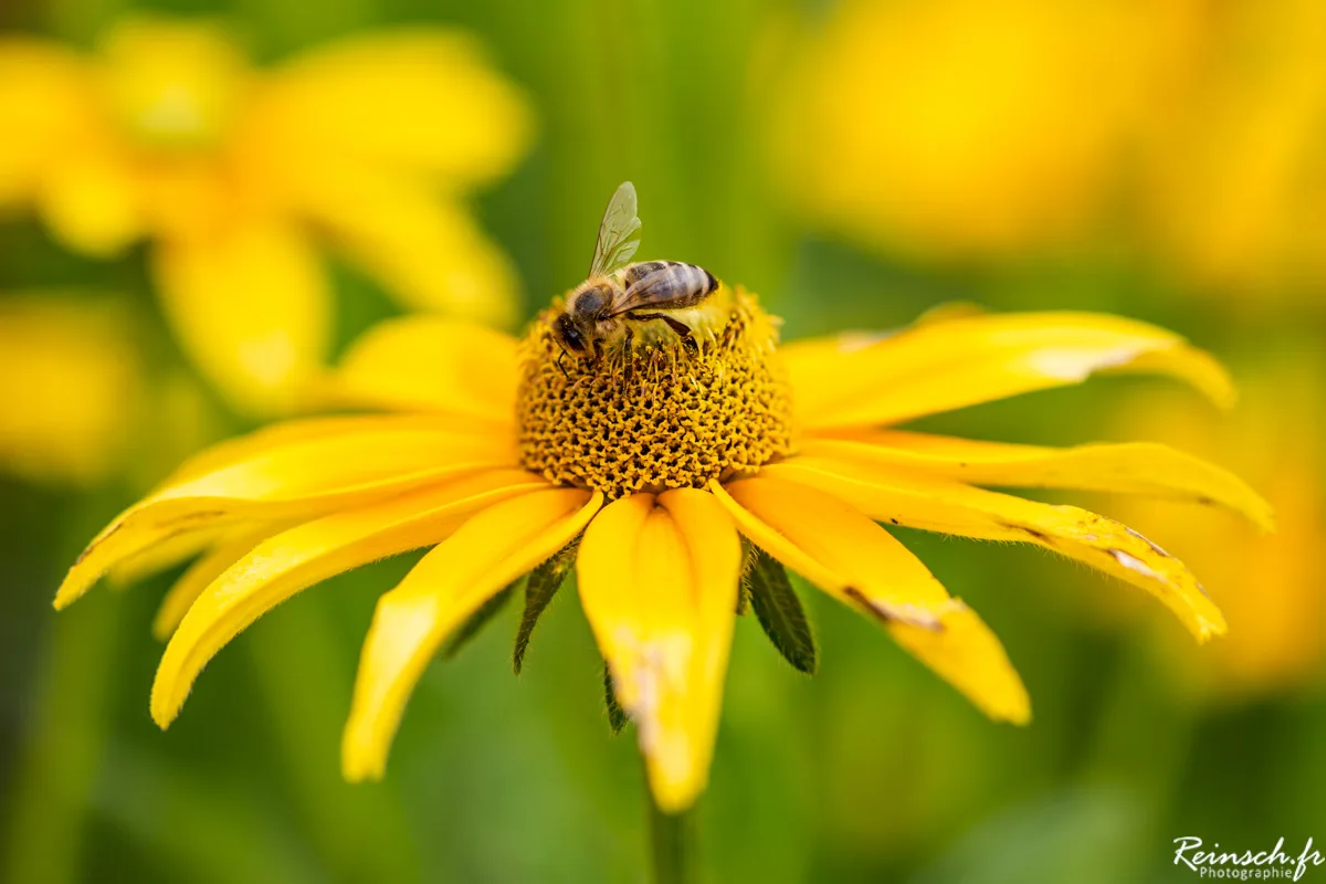 Macro