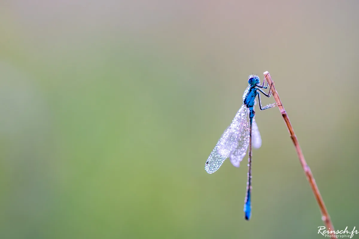 Macro