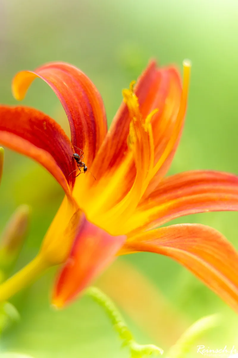 Macro