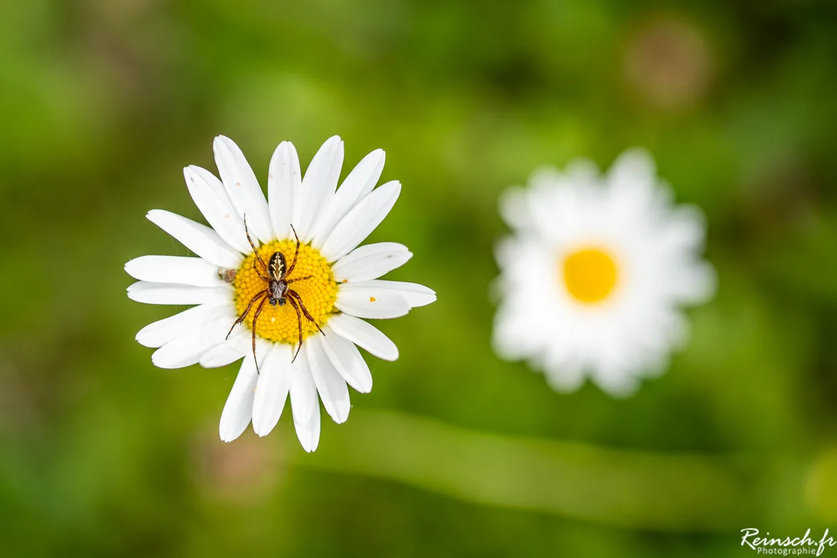 Macro